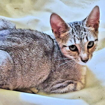 Rescue Tabby Cats for Adoption in Rutherfordton, North Carolina - Alvin | PetCurious