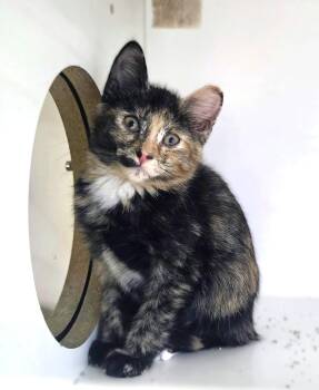 Jem -  Tortoiseshell Cat for Adoption in New Albany, Ohio - Jem | PetCurious