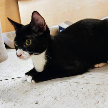 Charlie Brown -  Tuxedo and Domestic Short Hair Cat for Adoption in Garland, Texas - Charlie Brown | PetCurious