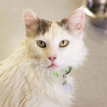 Domestic Medium Hair Cats Available for Adoption in Lakewood, Colorado - Whiskers | PetCurious