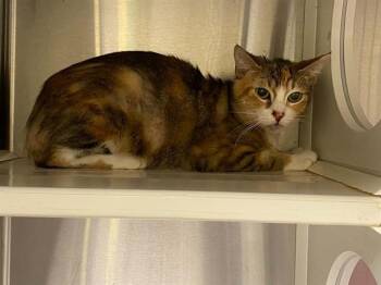 RENEE -  Domestic Short Hair Cat for Adoption in Tustin, California - RENEE | PetCurious