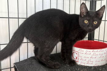 Rescue Domestic Short Hair Cats for Adoption in Sistersville, West Virginia - Jemma | PetCurious