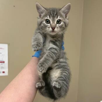 Cyrus -  Domestic Short Hair Cat for Adoption in Birmingham, Alabama - Cyrus | PetCurious