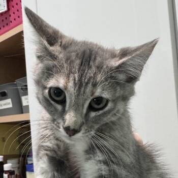 Parke -  Domestic Short Hair Cat for Adoption in Marion, Virginia - Parke | PetCurious