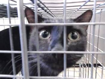 ZERO -  Domestic Short Hair Cat for Adoption in Tulsa, Oklahoma - ZERO | PetCurious