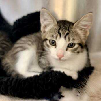Domestic Short Hair Cats Available for Adoption in Palm Springs, California - Carrot | PetCurious