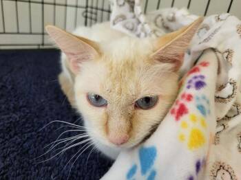 Ami -  Domestic Short Hair and Siamese Cat for Adoption in Lewiston, Idaho - Ami | PetCurious