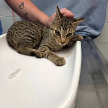 Frank -  Domestic Short Hair Cat for Adoption in Parkersburg, West Virginia - Frank | PetCurious