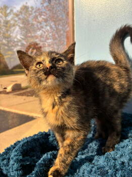 Rescue Domestic Short Hair and Tortoiseshell Cats for Adoption in Livonia, Michigan - C305 Litter Tinsel | PetCurious