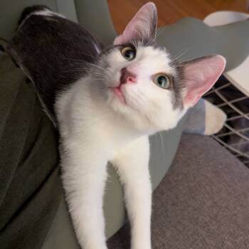 Rescue Domestic Short Hair Cats for Adoption in Los Angeles, California - Captain Jack | PetCurious