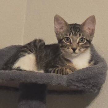 Biddy -  Domestic Short Hair Cat for Adoption in Midland, Texas - Biddy | PetCurious
