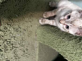 Maddy -  Siamese and Domestic Short Hair Cat for Adoption in Saucier, Mississippi - Maddy | PetCurious