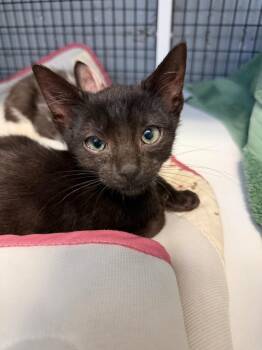 Puffer -  Domestic Short Hair Cat for Adoption in Trenton, New Jersey - Puffer | PetCurious