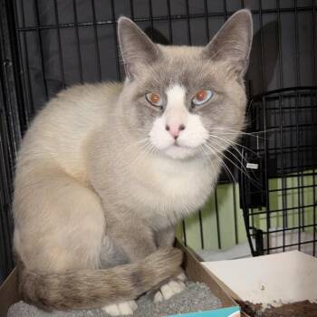 Cake Fork -  Siamese Cat for Adoption in Austin, Texas - Cake Fork | PetCurious