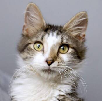 Dilbert (AO37695) -  Domestic Medium Hair Cat for Adoption in Kansas City, Kansas - Dilbert (AO37695) | PetCurious
