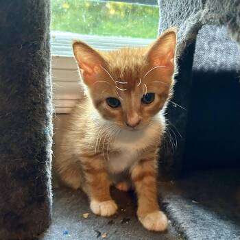 Parsnip -  American Shorthair Cat for Adoption in Huntsville, Alabama - Parsnip | PetCurious
