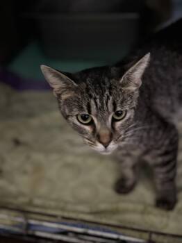 Rescue Domestic Short Hair Cats for Adoption in Ben Avon, Pennsylvania - JOURNEY | PetCurious