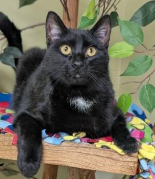 Midnight -  Domestic Short Hair Cat for Adoption in Hastings, Nebraska - Midnight | PetCurious
