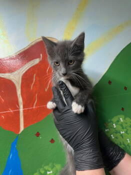 Rescue Domestic Long Hair Cats for Adoption in Lovingston, Virginia - Ram | PetCurious