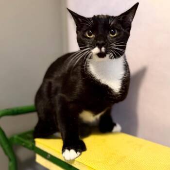 Ray Bradbury -  Domestic Short Hair Cat for Adoption in Fredericksburg, Virginia - Ray Bradbury | PetCurious