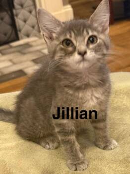 Jillian -  Domestic Short Hair Cat for Adoption in Saint Francisville, Louisiana - Jillian | PetCurious