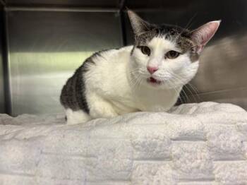 ARIANA -  Domestic Short Hair Cat for Adoption in Grand Prairie, Texas - ARIANA | PetCurious
