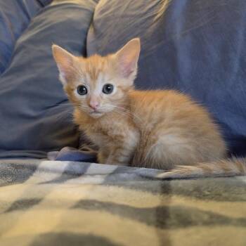 Pecan -  Domestic Medium Hair Cat for Adoption in Johnstown, Pennsylvania - Pecan | PetCurious