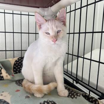 Silas -  Siamese and Domestic Short Hair Cat for Adoption in Canton, Illinois - Silas | PetCurious