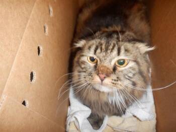 Domestic Long Hair Cats Available for Adoption in San Jose, California - BENJAMIN BUTTON | PetCurious