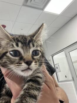 OBLIVION -  Domestic Short Hair Cat for Adoption in Indianapolis, Indiana - OBLIVION | PetCurious