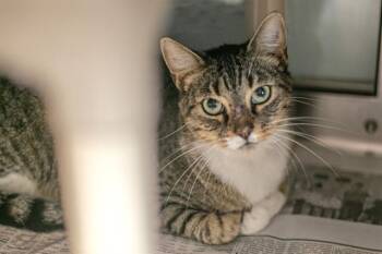 BUFFY -  Domestic Short Hair Cat for Adoption in Charlotte, North Carolina - BUFFY | PetCurious