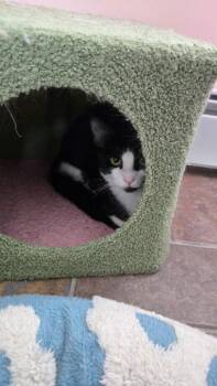 Dale -  Domestic Short Hair Cat for Adoption in Pawtucket, Rhode Island - Dale | PetCurious