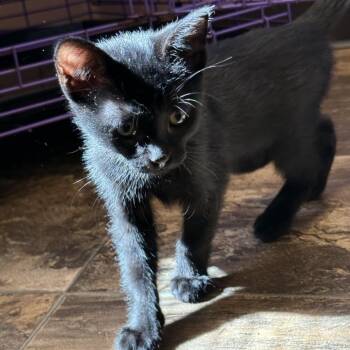 Olive -  Domestic Short Hair Cat for Adoption in Priest River, Idaho - Olive | PetCurious
