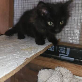 Domestic Long Hair Cats Available for Adoption - Lucy | PetCurious