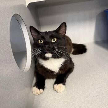Chess -  Domestic Short Hair Cat for Adoption in Washougal, Washington - Chess | PetCurious