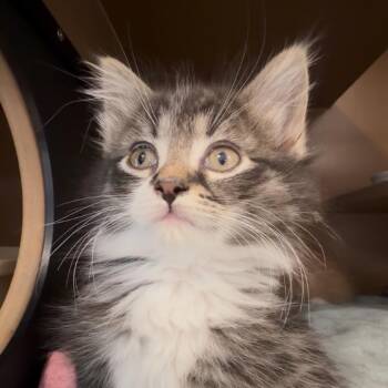 Sun -  Domestic Long Hair Cat for Adoption in Middlebury, Vermont - Sun | PetCurious