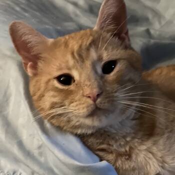 Rescue Domestic Short Hair Cats for Adoption in Atoka, Tennessee - Otis - Blind | PetCurious