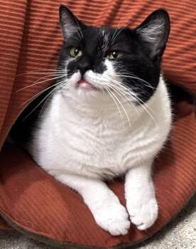 LULABELLE -  Domestic Short Hair Cat for Adoption in Dedham, Massachusetts - LULABELLE | PetCurious