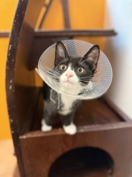 Kodak -  Domestic Short Hair Cat for Adoption in North Miami Beach, Florida - Kodak | PetCurious