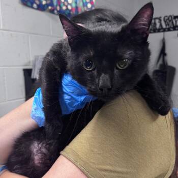 Pudge -  Domestic Short Hair Cat for Adoption in Summerville, South Carolina - Pudge | PetCurious