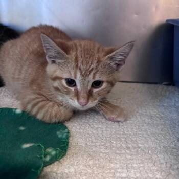 Kinger -  Domestic Short Hair Cat for Adoption in South Haven, Michigan - Kinger | PetCurious