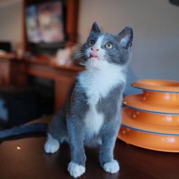 Domestic Short Hair Cats Available for Adoption - Yoshi | PetCurious