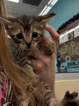 Rescue Domestic Short Hair Cats for Adoption in Town 