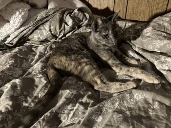 Misty -  Domestic Short Hair Cat for Adoption in Davis, California - Misty | PetCurious