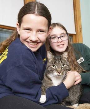 Rescue Domestic Short Hair Cats for Adoption in Chicago, Illinois - Lex | PetCurious