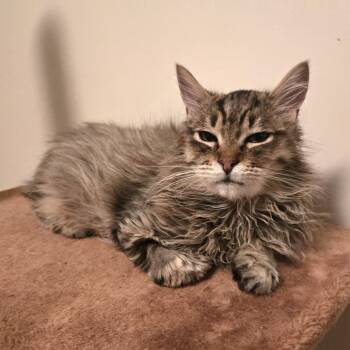 Rescue Domestic Medium Hair Cats for Adoption in Calgary, Alberta - Benjamin | PetCurious