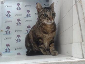 Domestic Short Hair Cats Available for Adoption in Orlando, Florida - SMOKEY | PetCurious