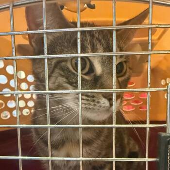 Millie -  Domestic Short Hair Cat for Adoption in Charlottesville, Virginia - Millie | PetCurious