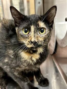 Jackie -  Domestic Short Hair Cat for Adoption in Wichita, Kansas - Jackie | PetCurious