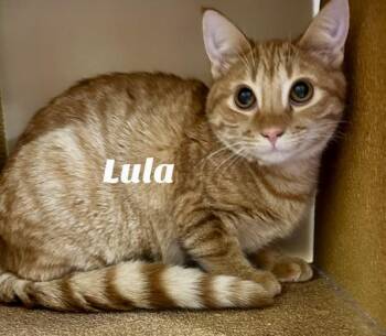 Rescue Domestic Short Hair Cats for Adoption in Owasso, Oklahoma - Lula | PetCurious